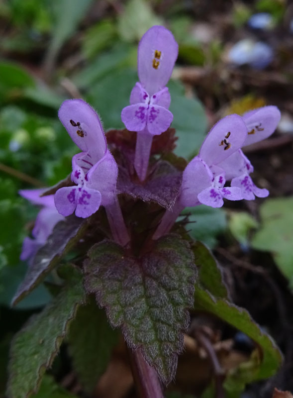 Lamium purpureum / Falsa ortica purpurea